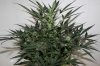 AUTO CHEESE_8-3-13 2.jpg