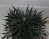 AUTO CHEESE_8-3-13 3.jpg