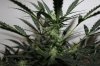 AUTO CHEESE_8-3-13 4.jpg