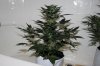 AUTO GREEN POISON_8-3-13 1.jpg