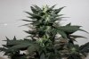 AUTO GREEN POISON_8-3-13 2.jpg