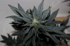 AUTO GREEN POISON_8-3-13 3.jpg