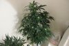 AUTO MOBY DICK TIED UP_8-3-13.jpg