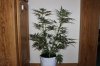 BLUE DREAM_8-3-13 1.jpg