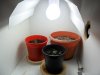 grow 058.jpg