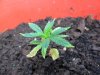 grow 057.jpg