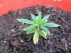 grow 056.jpg