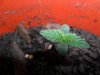 grow 054.jpg
