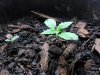 grow 053.jpg