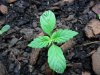grow 052.jpg