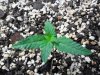 grow 051.jpg