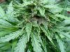 CC rot & harvest 014.jpg
