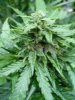 CC rot & harvest 019.jpg