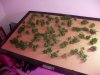CC rot & harvest 046.jpg
