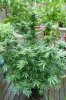 CC rot & harvest 023.jpg