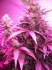 flowers 022.jpg