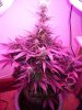 flowers 023.jpg