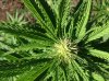 BB x NL (Auto) (57) ... .jpg