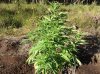 BB x NL (auto) (57) .... .jpg