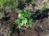 Rapid Afghan (auto) (57) . .jpg