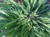 Rapid Afghan (auto) (57) ... .jpg