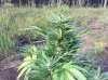 Rapid Afghan (auto) (57) .... .jpg