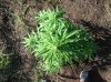 Jack herer (auto) (57) .. .jpg