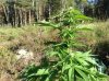 Jack Herer (auto) (57) .... .jpg