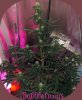 DSCF1516.jpg DSCF1516.jpg