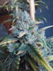 End of 8 weeks nearly ready.