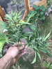 08.01.21_gb-budrot3.jpg
