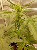 Zkittle Flower.jpg