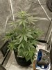 Zkittle size.jpg