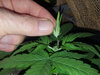 GG4_day20_fopped.jpg GG4_day20_fopped.jpg