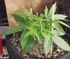 GG4_day22_tucked.jpg GG4_day22_tucked.jpg