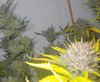 IMG_20210810_083548_598.jpg