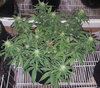 GLauto2_day49.jpg
