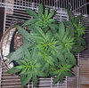 GG4_day28.jpg