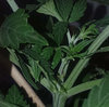 GG4_day29_FIM_result.jpg