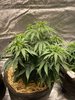 Day 48 - Grapefruit 2.jpg Day 48 - Grapefruit 2.jpg