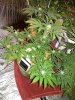 IMG_20130804_222615.jpg