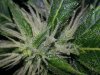 trich c1.jpg