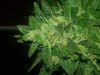 20130805_194252.jpg