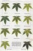 102403d1164305302-plant-stress-picture-guide-deficiancys.jpg