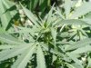BigChaze bud1.jpg