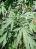 BigChaze bud2.jpg