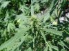 SatiChaze bud1.jpg