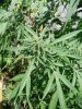 SatiChaze bud2.jpg