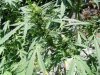 SatiChaze bud3.jpg