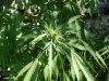 SCH bud.jpg